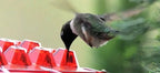 Ant Proof Hummingbird Feeder – Outdoor Hanging Perch for Garden Party & Summer Holiday