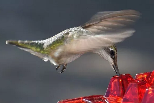 Ant Proof Hummingbird Feeder – Outdoor Hanging Perch for Garden Party & Summer Holiday