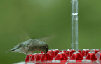 Ant Proof Hummingbird Feeder – Outdoor Hanging Perch for Garden Party & Summer Holiday