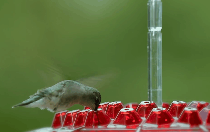Ant Proof Hummingbird Feeder – Outdoor Hanging Perch for Garden Party & Summer Holiday