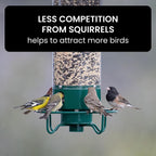 Squirrel-Proof Bird Feeder – Outdoor, Garden